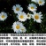 除虫菊种子多年生耐寒耐旱植物驱蚊虫盆栽阳台公园庭院四季花
