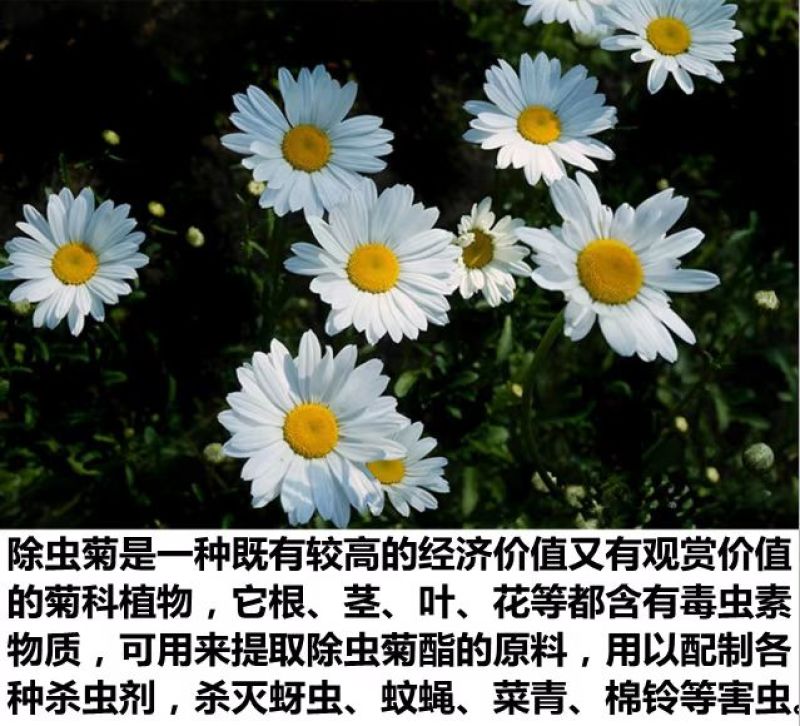 除虫菊种子多年生耐寒耐旱植物驱蚊虫盆栽阳台公园庭院四季花