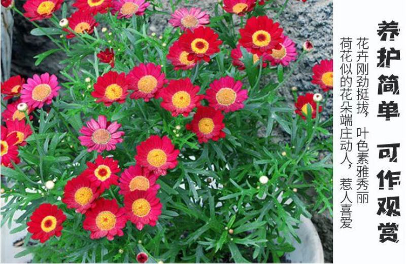 除虫菊种子多年生耐寒耐旱植物驱蚊虫盆栽阳台公园庭院四季花