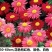 除虫菊种子多年生耐寒耐旱植物驱蚊虫盆栽阳台公园庭院四季花