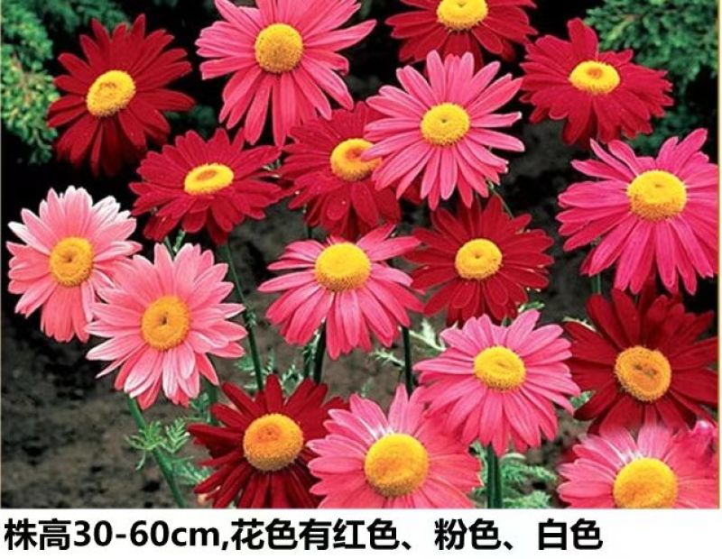 除虫菊种子多年生耐寒耐旱植物驱蚊虫盆栽阳台公园庭院四季花