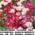 除虫菊种子多年生耐寒耐旱植物驱蚊虫盆栽阳台公园庭院四季花