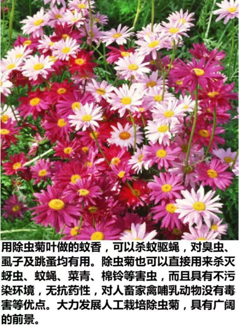 除虫菊种子多年生耐寒耐旱植物驱蚊虫盆栽阳台公园庭院四季花