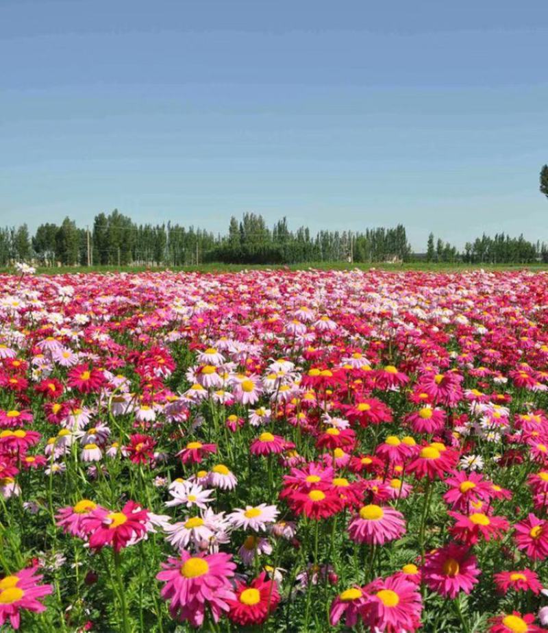 除虫菊种子多年生耐寒耐旱植物驱蚊虫盆栽阳台公园庭院四季花