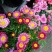 除虫菊种子多年生耐寒耐旱植物驱蚊虫盆栽阳台公园庭院四季花