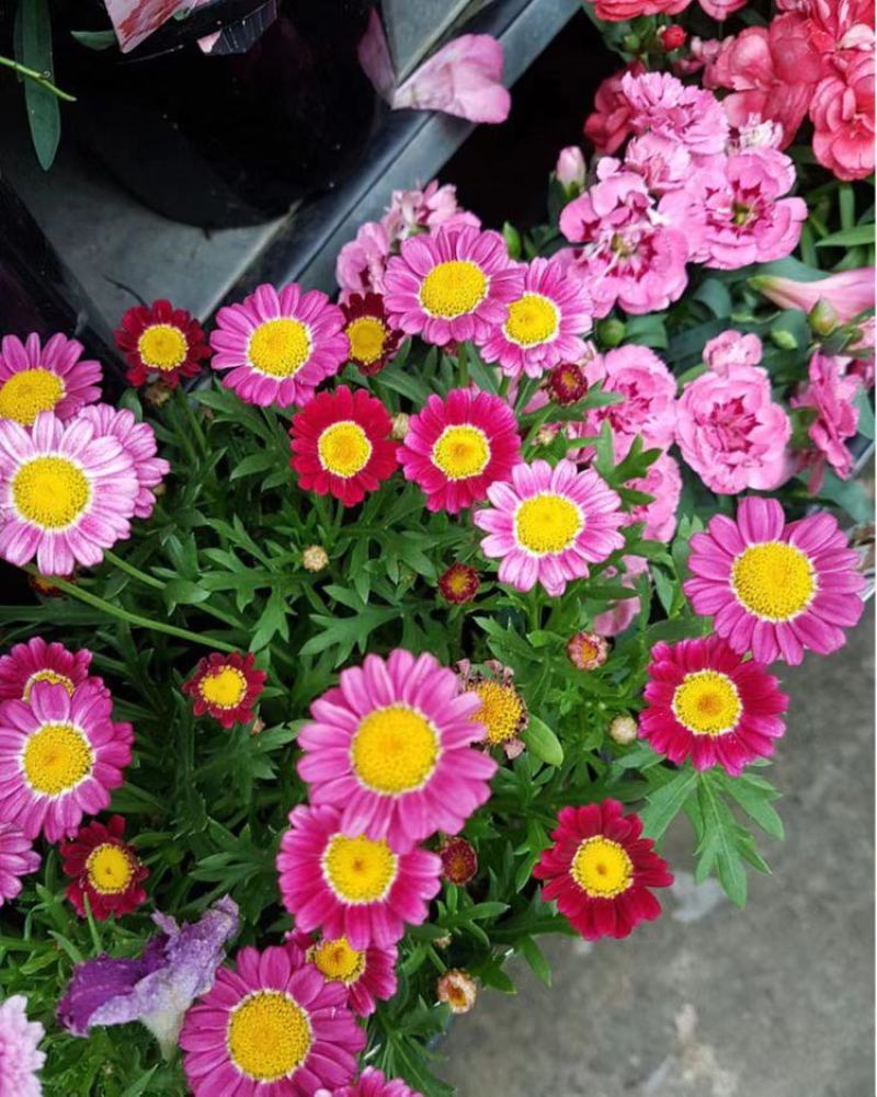 除虫菊种子多年生耐寒耐旱植物驱蚊虫盆栽阳台公园庭院四季花