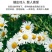 除虫菊种子多年生耐寒耐旱植物驱蚊虫盆栽阳台公园庭院四季花
