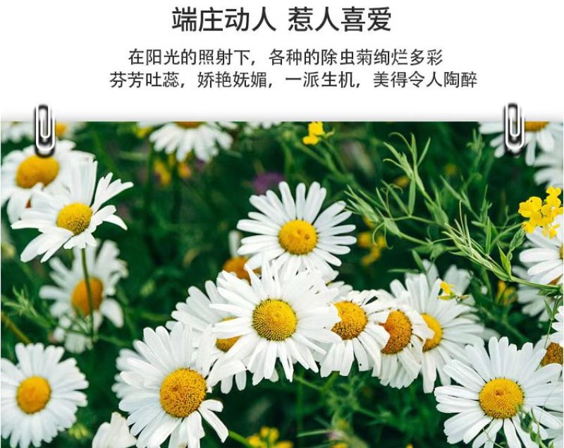 除虫菊种子多年生耐寒耐旱植物驱蚊虫盆栽阳台公园庭院四季花