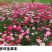 除虫菊种子多年生耐寒耐旱植物驱蚊虫盆栽阳台公园庭院四季花