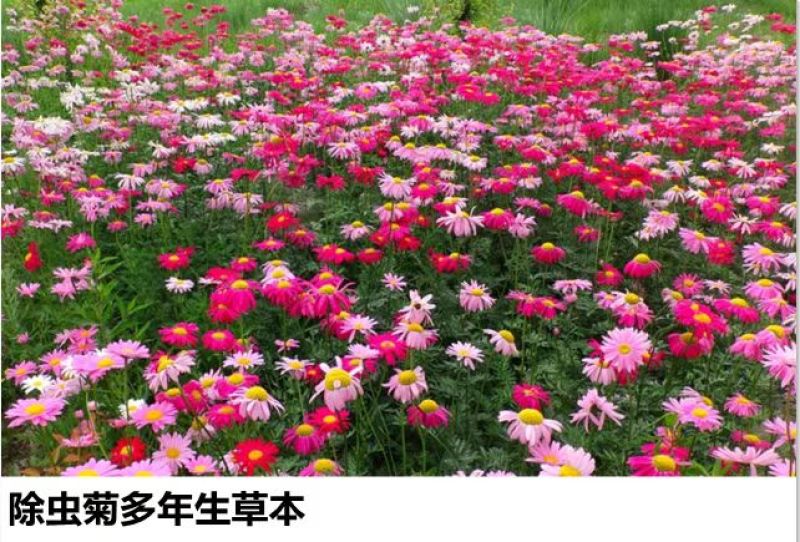 除虫菊种子多年生耐寒耐旱植物驱蚊虫盆栽阳台公园庭院四季花