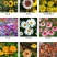 除虫菊种子多年生耐寒耐旱植物驱蚊虫盆栽阳台公园庭院四季花