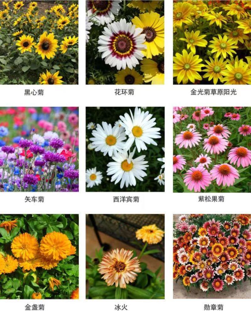 除虫菊种子多年生耐寒耐旱植物驱蚊虫盆栽阳台公园庭院四季花