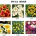 除虫菊种子多年生耐寒耐旱植物驱蚊虫盆栽阳台公园庭院四季花
