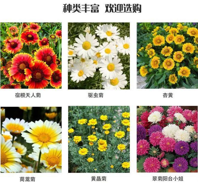 除虫菊种子多年生耐寒耐旱植物驱蚊虫盆栽阳台公园庭院四季花