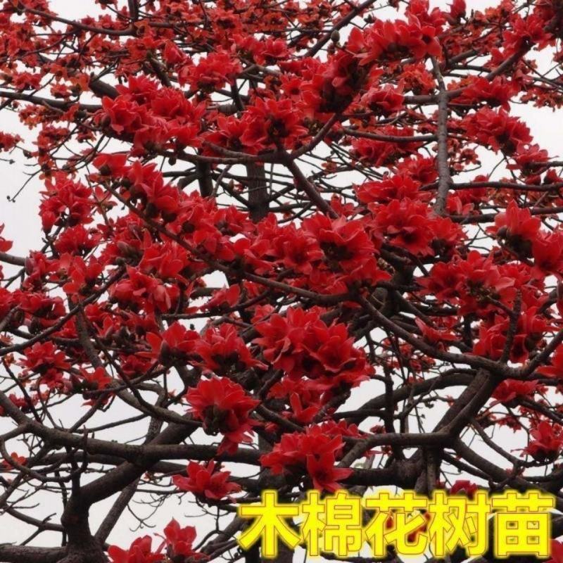 大腹木棉树美丽异木棉别墅庭院绿化种植物美丽木棉公园观赏风