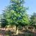 大腹木棉树美丽异木棉别墅庭院绿化种植物美丽木棉公园观赏风