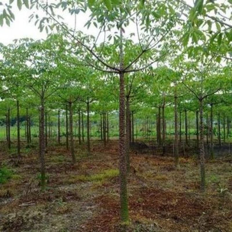大腹木棉树美丽异木棉别墅庭院绿化种植物美丽木棉公园观赏风