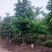 大腹木棉树美丽异木棉别墅庭院绿化种植物美丽木棉公园观赏风