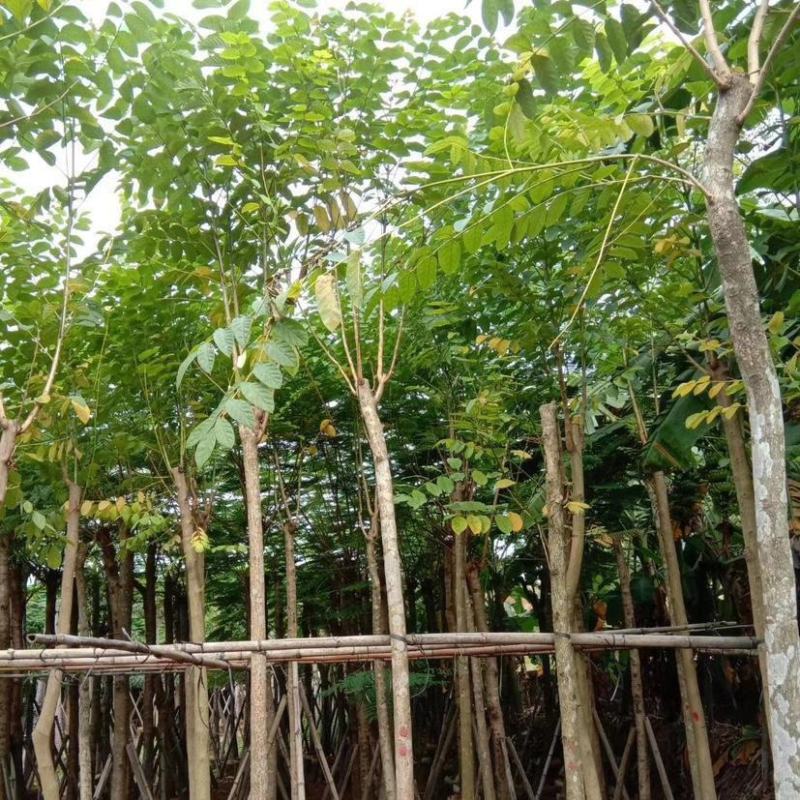 本地火焰木树苗火焰树苞萼木苗庭院公园景区行道树价格面议
