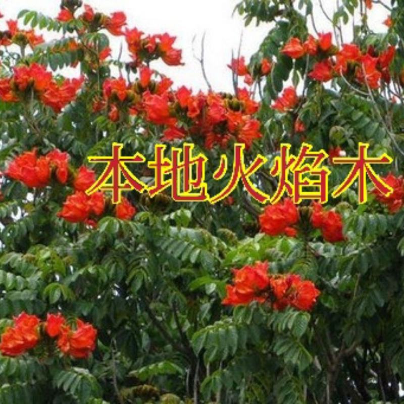 本地火焰木树苗火焰树苞萼木苗庭院公园景区行道树价格面议