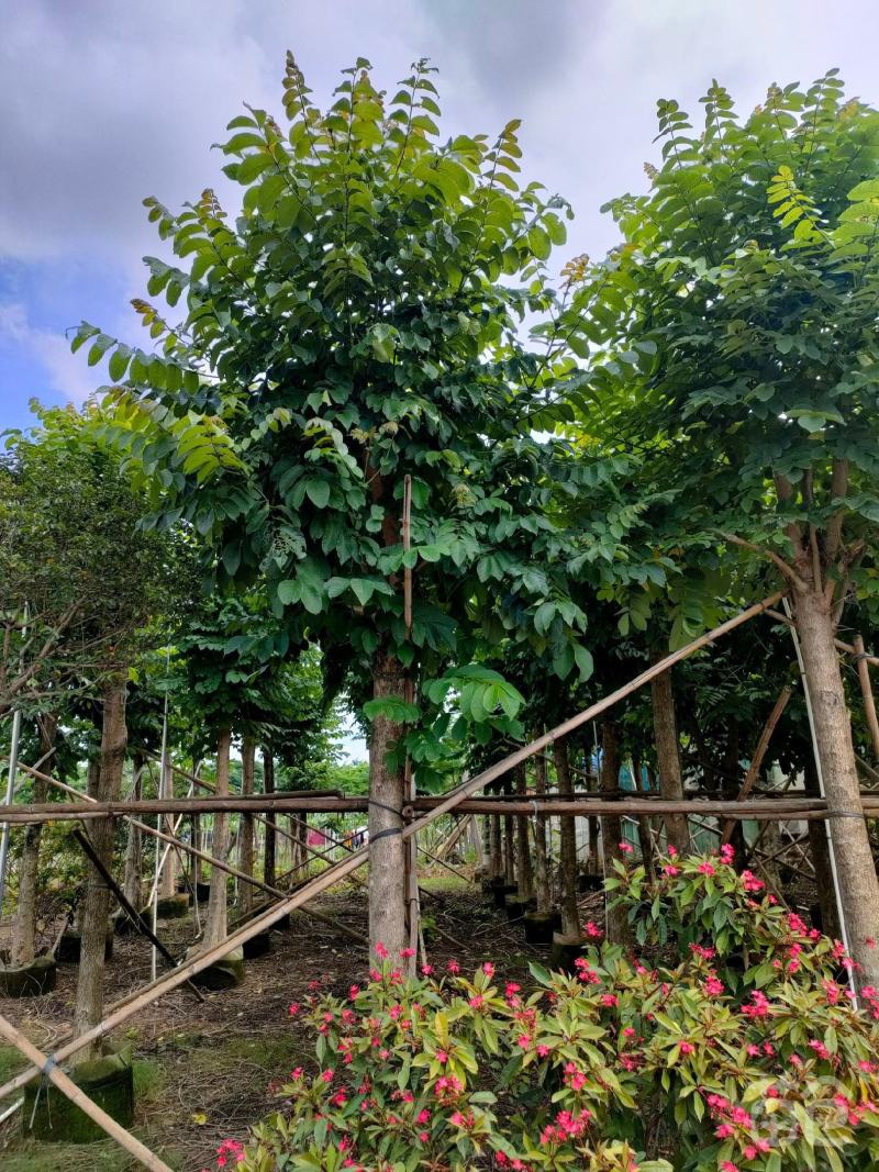 本地火焰木树苗火焰树苞萼木苗庭院公园景区行道树价格面议