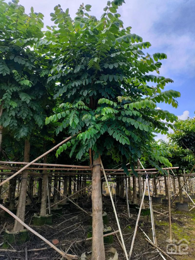 本地火焰木树苗火焰树苞萼木苗庭院公园景区行道树价格面议