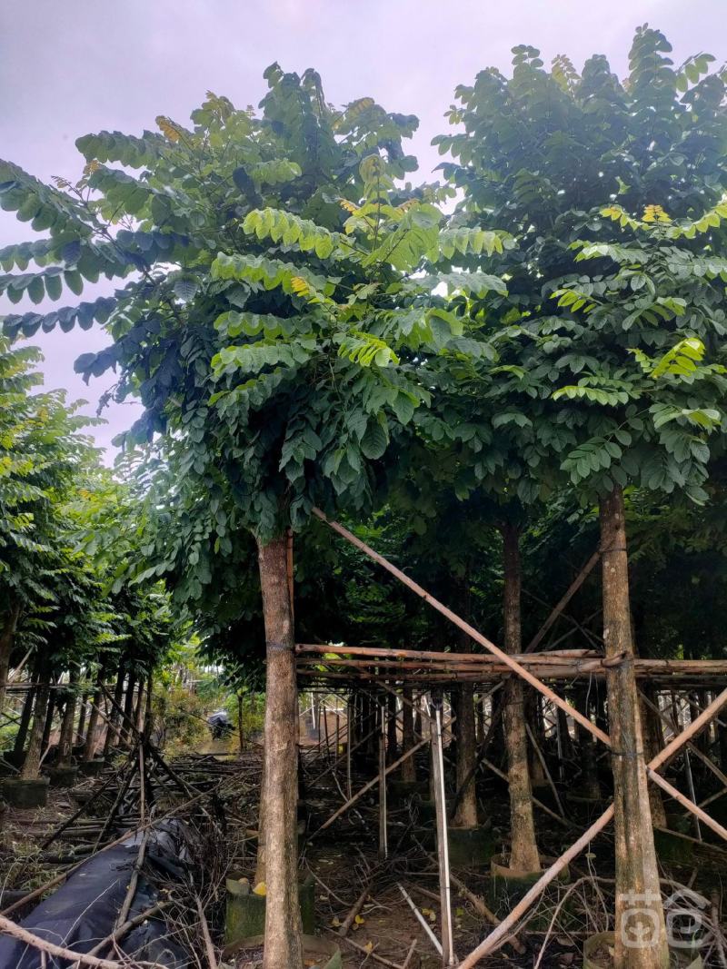 本地火焰木树苗火焰树苞萼木苗庭院公园景区行道树价格面议