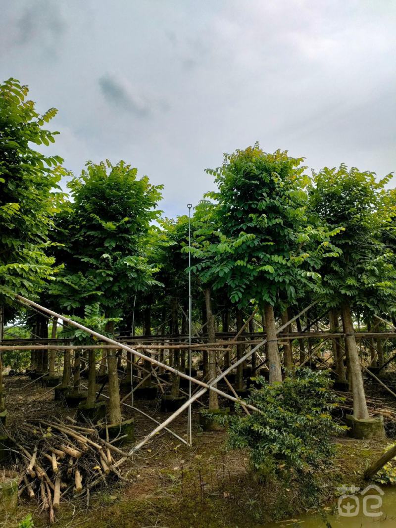 本地火焰木树苗火焰树苞萼木苗庭院公园景区行道树价格面议