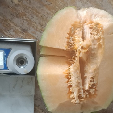 哈密瓜大量上市