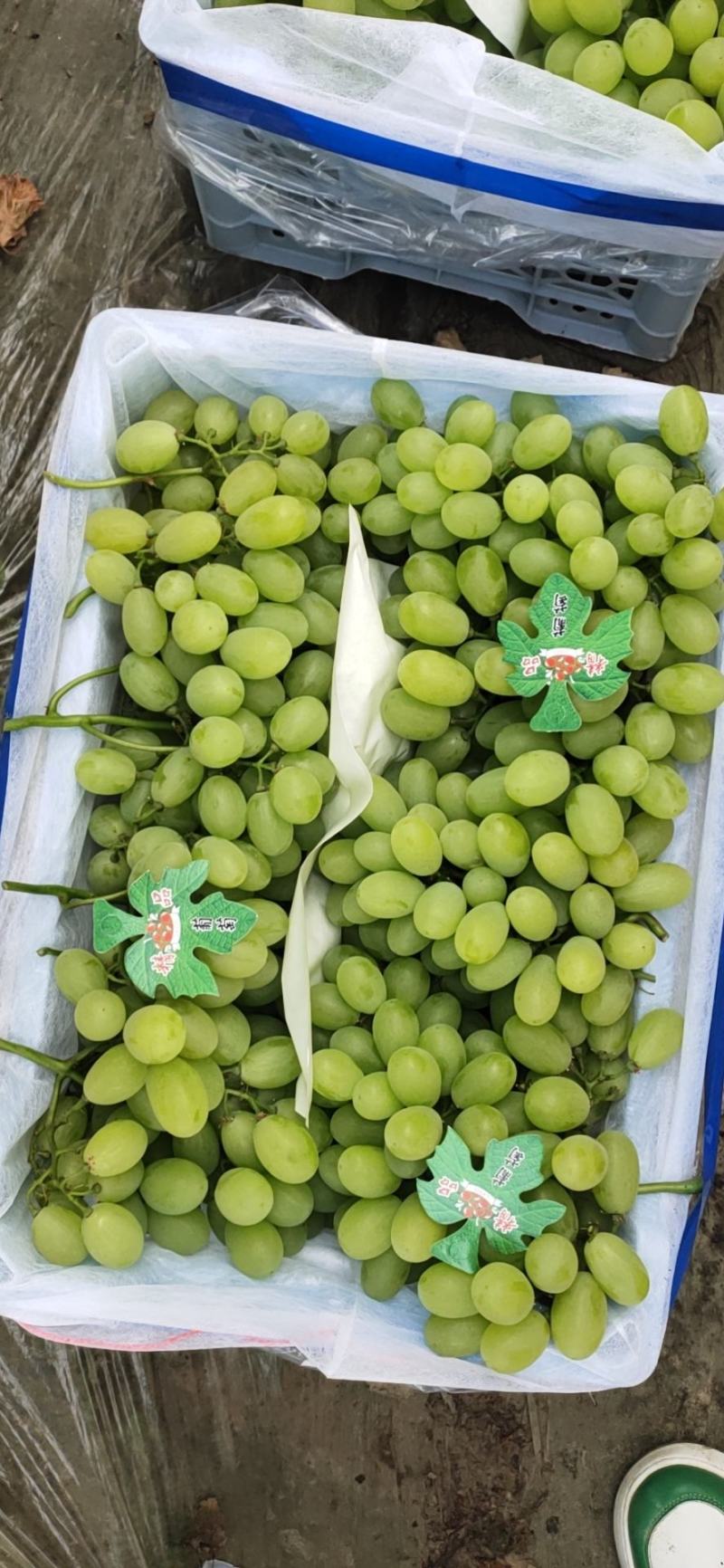 精品维多利亚大量上市，串行好，颗粒大，口感好