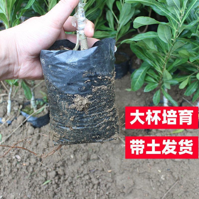 正宗杨梅苗树苗嫁接果树东魁六月杨梅南方盆栽地栽广西果苗大