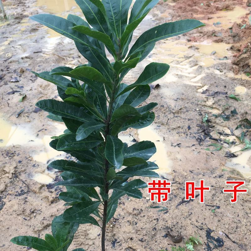 正宗杨梅苗树苗嫁接果树东魁六月杨梅南方盆栽地栽广西果苗大