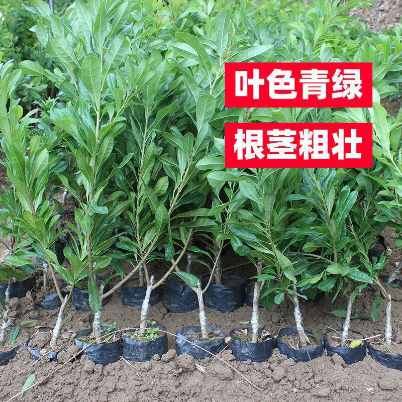 正宗杨梅苗树苗嫁接果树东魁六月杨梅南方盆栽地栽广西果苗大