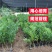 正宗杨梅苗树苗嫁接果树东魁六月杨梅南方盆栽地栽广西果苗大