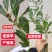 正宗杨梅苗树苗嫁接果树东魁六月杨梅南方盆栽地栽广西果苗大