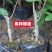 正宗杨梅苗树苗嫁接果树东魁六月杨梅南方盆栽地栽广西果苗大