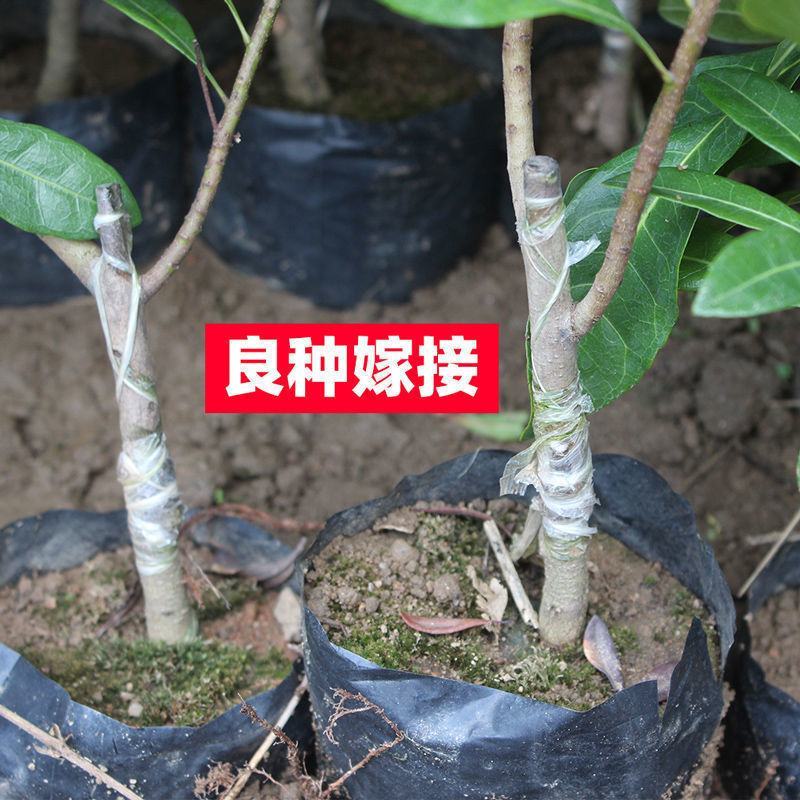 正宗杨梅苗树苗嫁接果树东魁六月杨梅南方盆栽地栽广西果苗大