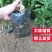 正宗杨梅苗树苗嫁接果树东魁六月杨梅南方盆栽地栽广西果苗大