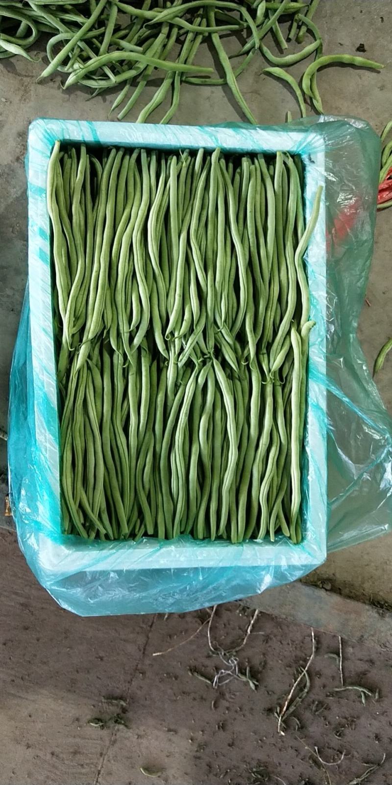 精品豆王