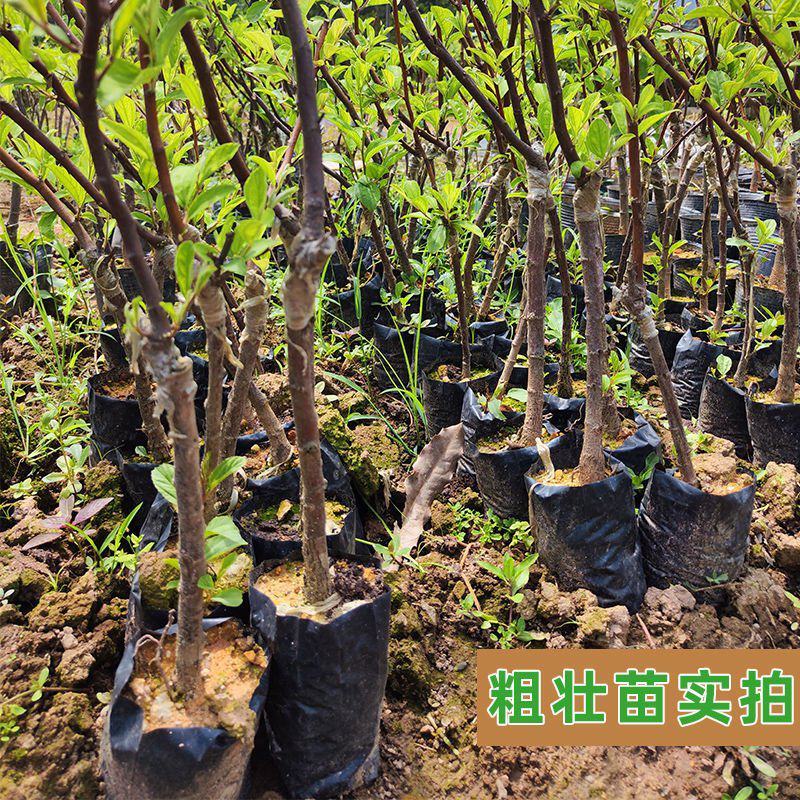 台湾大青枣果树苗南方种植嫁接苗庭院四季盆栽地栽水果苗当年