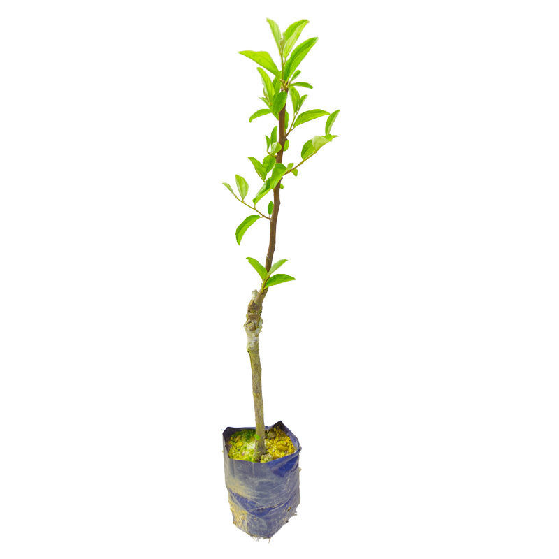 台湾大青枣果树苗南方种植嫁接苗庭院四季盆栽地栽水果苗当年