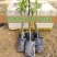 台湾大青枣果树苗南方种植嫁接苗庭院四季盆栽地栽水果苗当年
