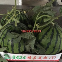 夏邑县麒麟无籽美都大棚西瓜