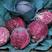 紫色甘蓝种子种籽苗大头菜包菜早熟耐寒抱球紧秋季蔬菜孑