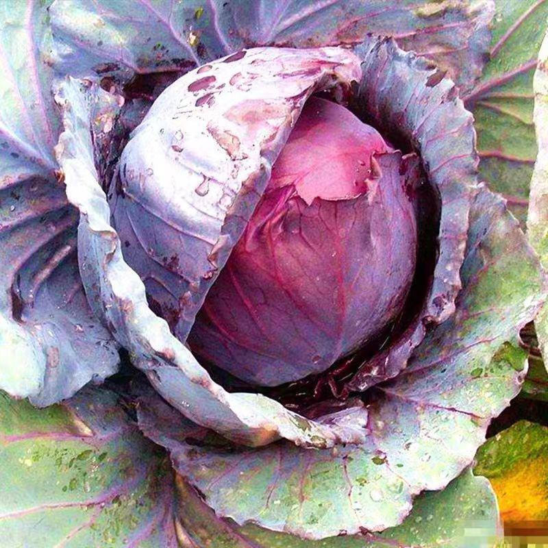 紫色甘蓝种子种籽苗大头菜包菜早熟耐寒抱球紧秋季蔬菜孑