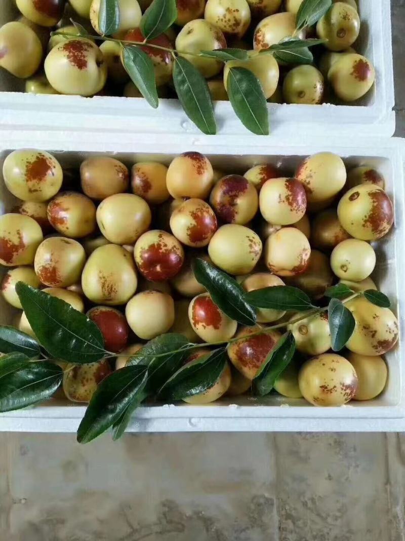 大荔冬枣，果园直发质量保证，量大从优欢迎选购，供电商