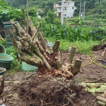 精品映山红