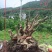 精品映山红
