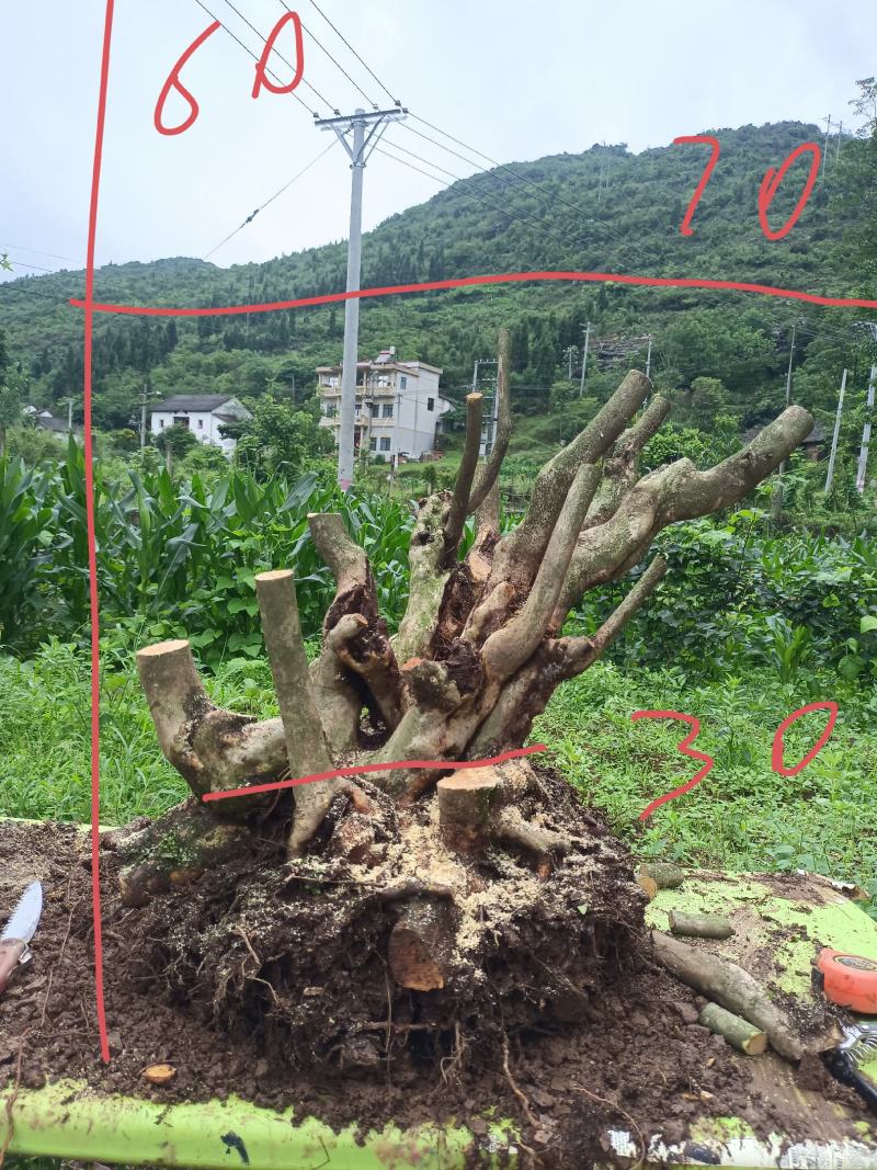 精品映山红