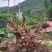 精品映山红